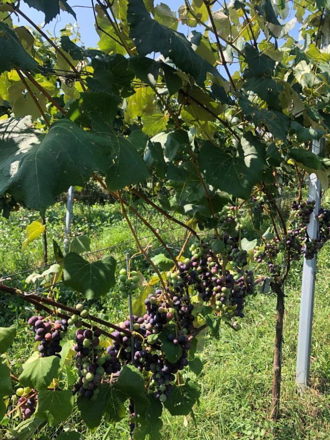 Apartament Winzerhaeuschen Kern Fehring Zewnętrze zdjęcie